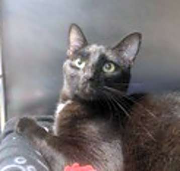 Photo of Fin