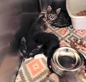 Photo of Mabel QC46 5/13/25