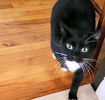 Photo of Luna (bonded with Emily)