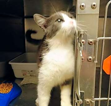 Photo of Sugar FJ2 5/14/25