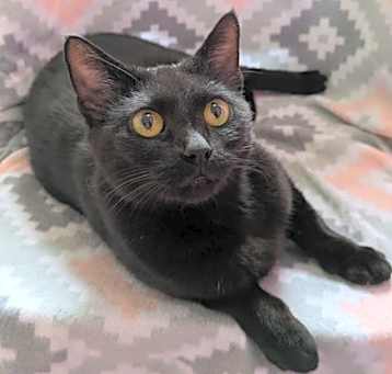 Photo of Shadow