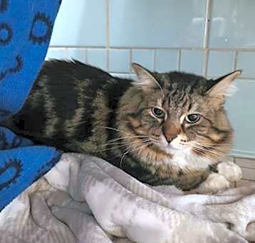 Photo of SMOKEY