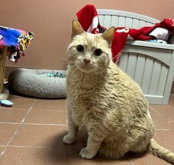 Photo of Simba