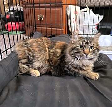 Photo of Pumpkin
