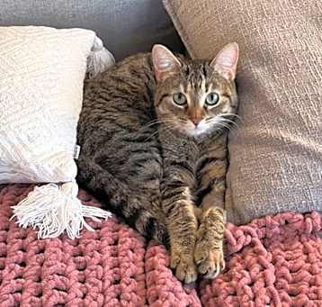 Photo of Selle-Kitchener
