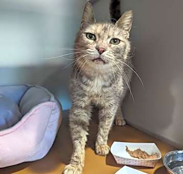 Photo of Sweet Pea