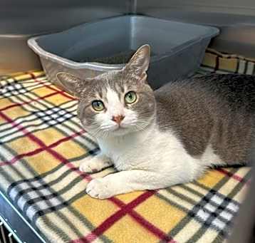 Photo of Sprout (Barn Cat)
