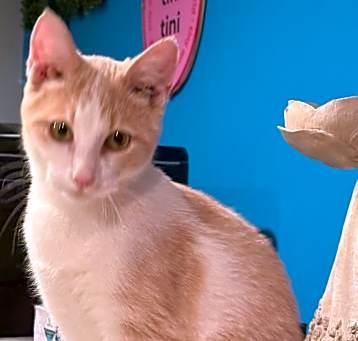 Photo of Lucky