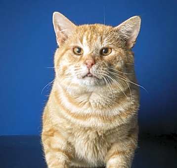 Photo of Garfield