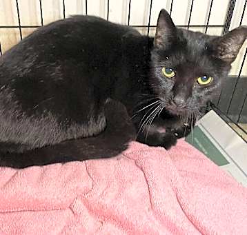 Photo of Edgar Allan Paw 35