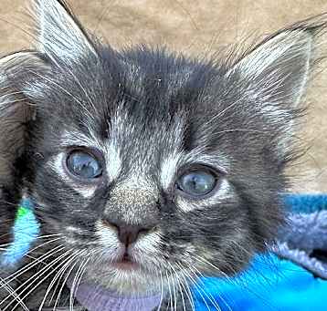 Photo of LEXUS - Bonded with Bentley