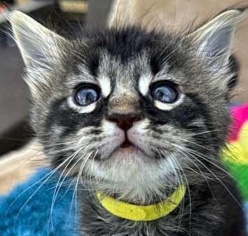 Photo of BENTLEY - Bonded with Lexus