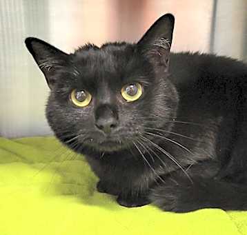 Photo of Midnight