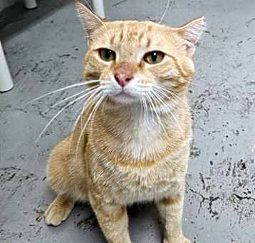 Photo of Mango