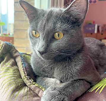 Photo of Gracie