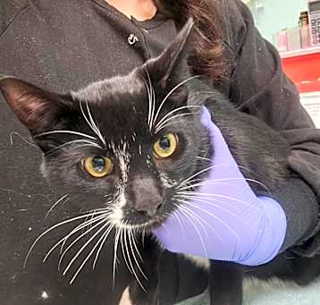 Photo of Stray 5/12/25 A63754 (Cannoli)