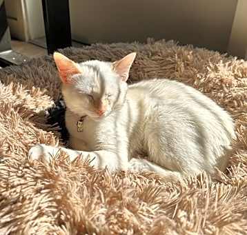 Photo of Button