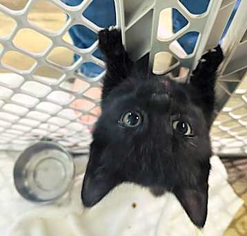 Photo of Zorro