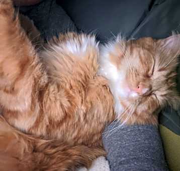 Photo of Simba