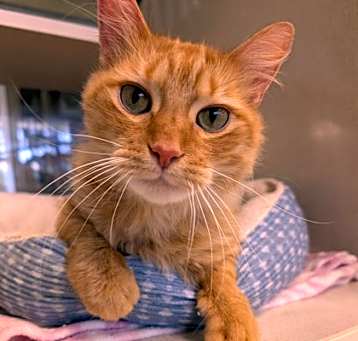 Photo of Ziggy