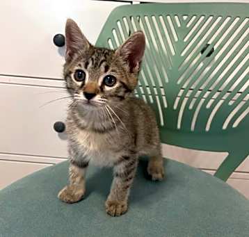 Photo of Emerald
