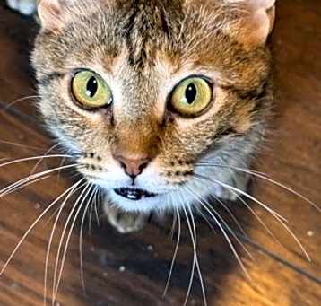 Photo of Razzberry