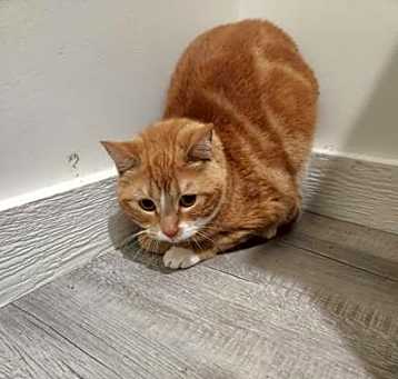 Photo of Pumpkin