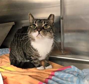 Photo of Apollo