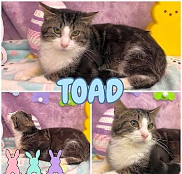 Photo of Toad