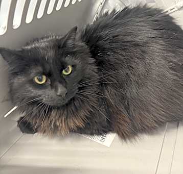 Photo of Mohawk