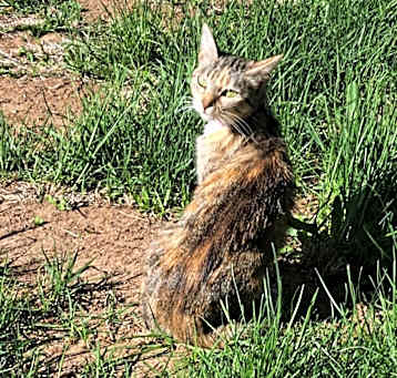 Photo of FLAME