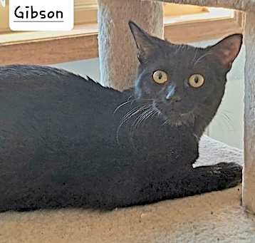 Photo of Gibson