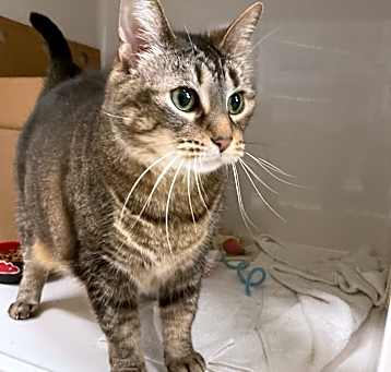 Photo of Pepper