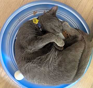 Photo of Curly