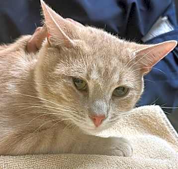 Photo of Saint