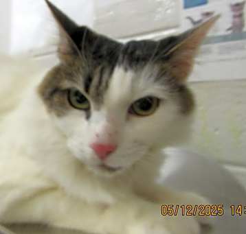 Photo of Harley