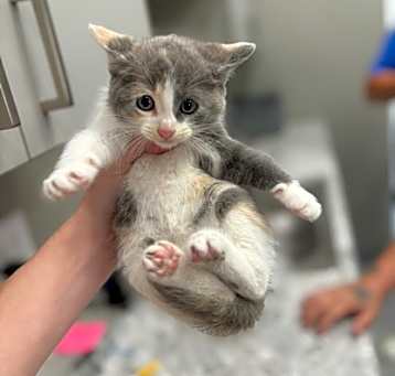 Photo of Callie