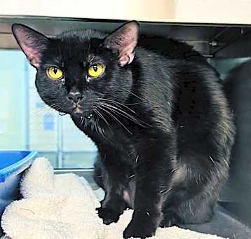 Photo of ONYX