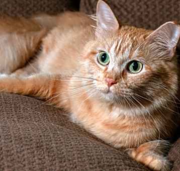 Photo of Marmalade