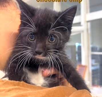 Photo of chocolate chip