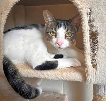 Photo of Honey - Stratford