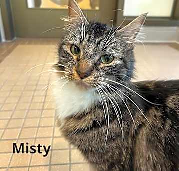 Photo of Misty