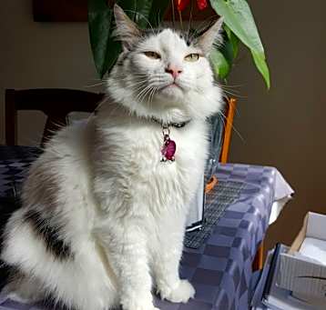 Photo of Dixie