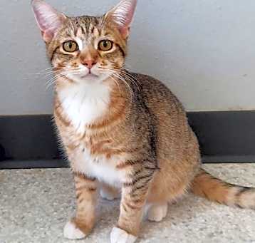 Photo of Sahara