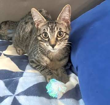 Photo of Ozzie