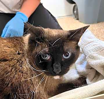 Photo of SVAS-Stray-37129