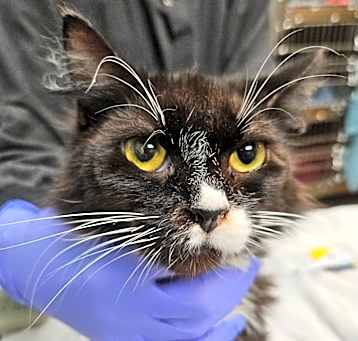 Photo of Stray 5/12/25 A63755 (Pretty Girl)