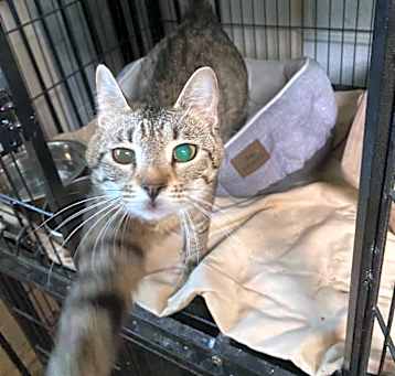 Photo of Momma Kitty
