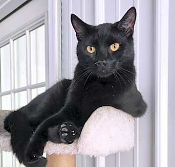 Photo of Nandor