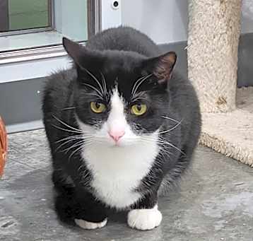 Photo of Gizmo